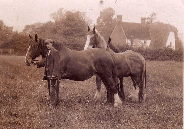 Horses at Builden End