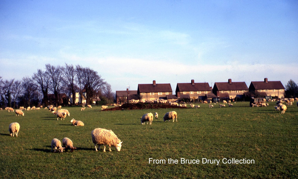 crawley-end-chrishall-sheep-grazing